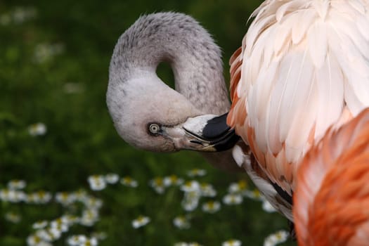 Pink Flamingo