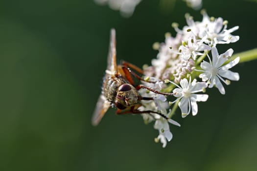 Fly on umbels
