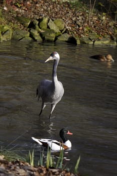 Common crane