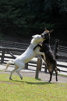 Fighting donkeys