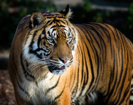 Closeup of Sumatran Tiger (Panthera tigris sumatrae)