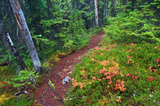Foot path through dense forests of Jasper National Park in Canada.