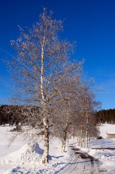 Birch Alley in snowy La Brévine