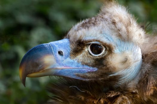 black vulture, Aegypius Monachus, approach portrait, detail and his gaze peak