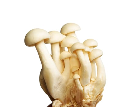 Heap of raw White Crab Mushrooms isolated on white