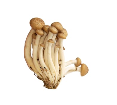 Heap of raw Buna Shimeji mushrooms isolated on white