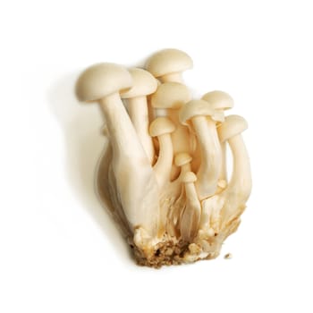 Heap of raw White Crab Mushroom isolated on white