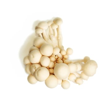 Heap of raw White Crab Mushrooms isolated on white