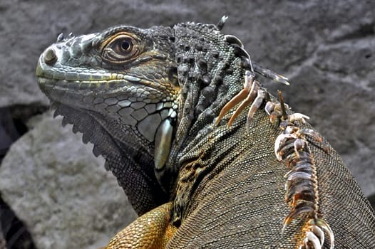 Lizard
