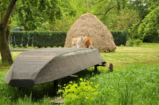 Typical Spreewald...