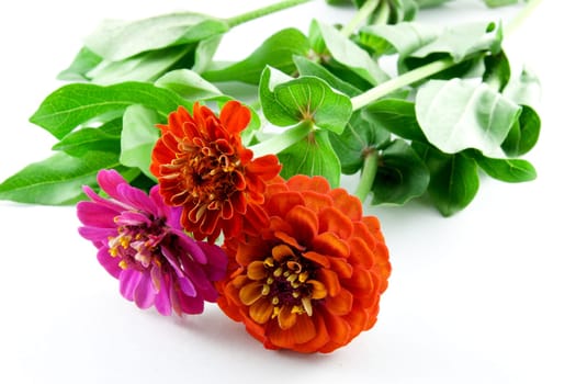 Red Zinnias (Zinnia peruviana) on a white background