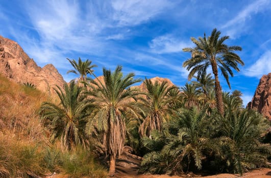 OASIS WADI QNAI