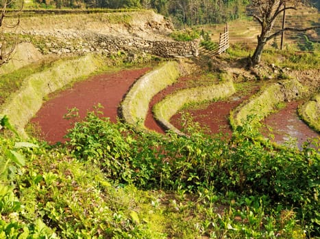 Hani rice field Yuanyang,China,traditional rice cultivation in Yunnan province