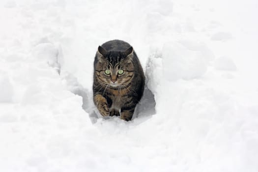 In deep snow