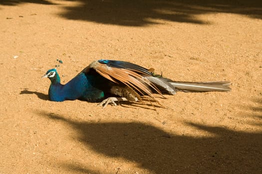 Dark blue peacock with beautiful crest lying on sand in bright sunlight