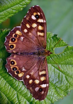 Pararge aegeria tircis