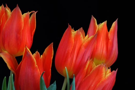 Tulip calyxes