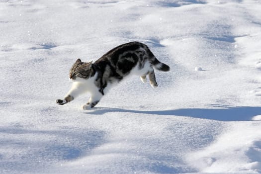 Fun in the snow