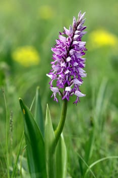 Helmet orchid