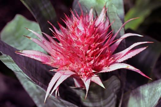 Aechmea fasciata