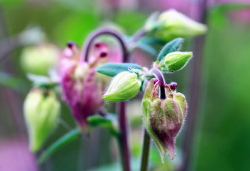 Columbine bud
