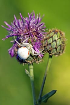 White crab spider