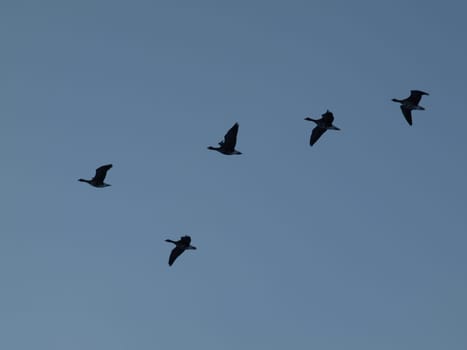 White-fronted Geese
