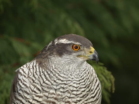Hawk