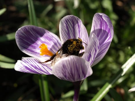 Crocus