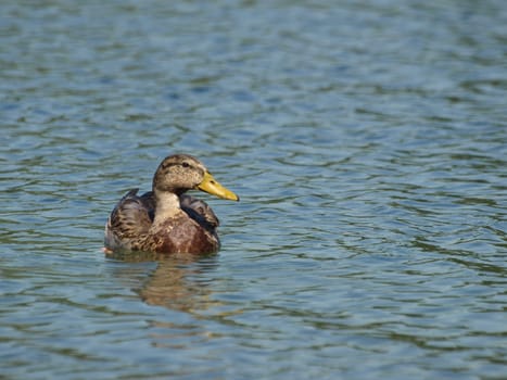 Mallard
