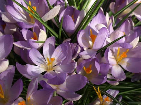 Crocuses