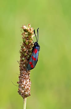 Zygaena filipendulae
