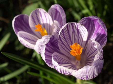 Crocuses