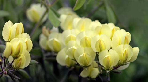 Baptisia bracteata