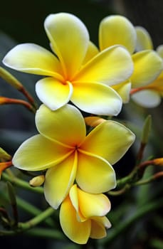 Frangipani