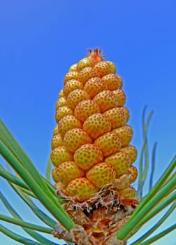 Blooming pine