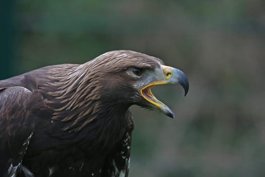 Golden eagle