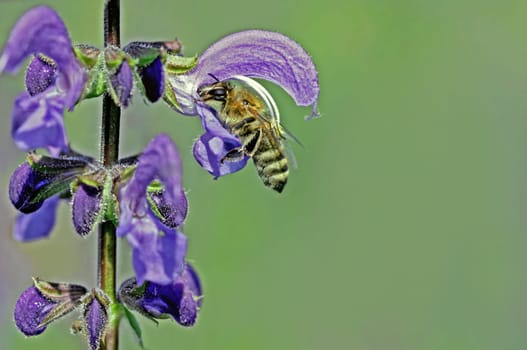 Pollination mechanism meadow sage