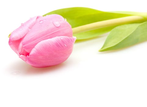 Closeup of  Fresh Pink Tulip on White Background