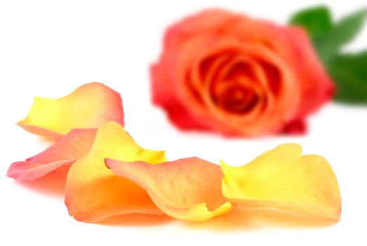 Yellow-orange petals lie in front of a rose on a white background