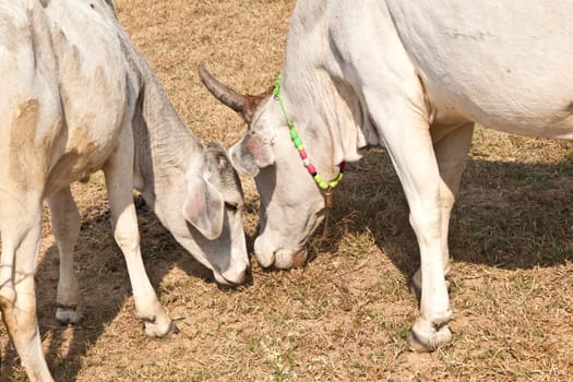 mother cow with young calf resting in a field