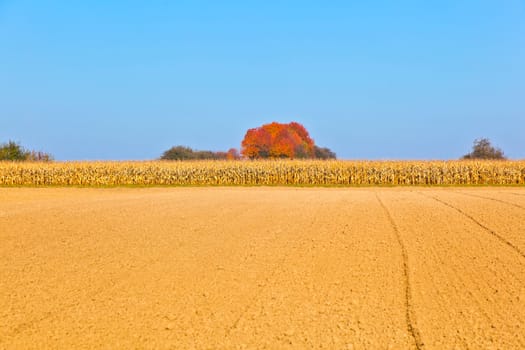 natural full frame background with withered corn plants