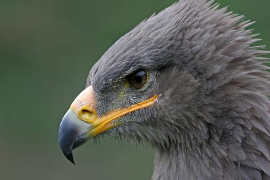 Steppe eagle