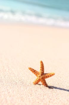 Summer vacations - starfish on sunset sea sand beach