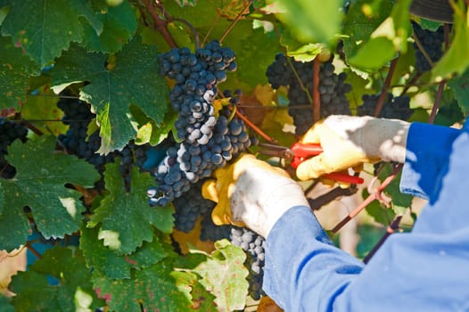 Worker with his cutter in the vineyard