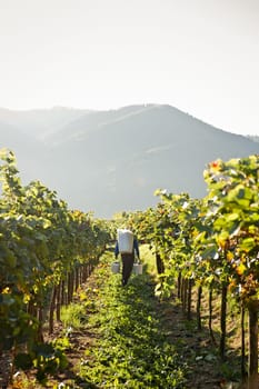 Worker in lower austria carrying grapes in a cask
