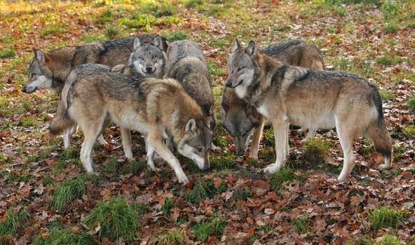 Wolf pack