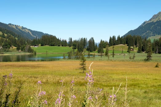 view of the Lac De Lauenen in Switzerland