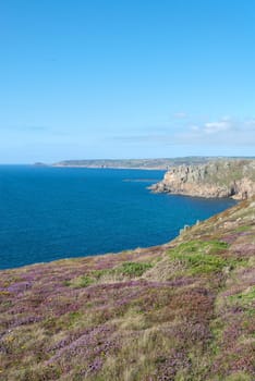 andscape with flowers on the sea at Lands End in Cornwall
