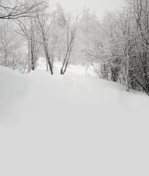Trees covered with snow in daylight - wide space for text or copy